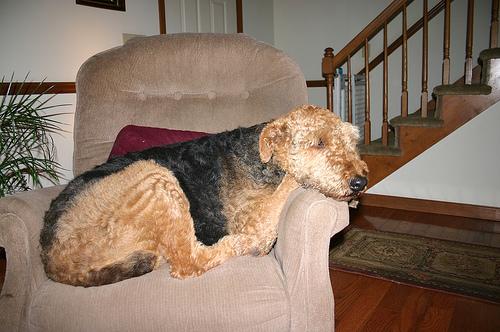 A dog image from https://images.dog.ceo/breeds/airedale/n02096051_5884.jpg