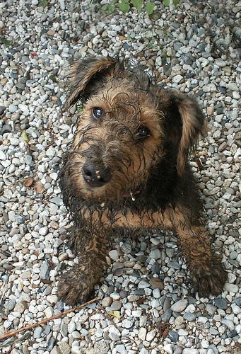 A dog image from https://images.dog.ceo/breeds/airedale/n02096051_5945.jpg