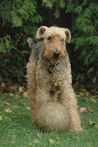 A dog image from https://images.dog.ceo/breeds/airedale/n02096051_5952.jpg