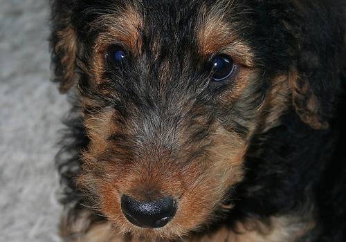 A dog image from https://images.dog.ceo/breeds/airedale/n02096051_6315.jpg