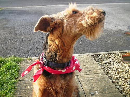 A dog image from https://images.dog.ceo/breeds/airedale/n02096051_6410.jpg