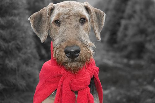 A dog image from https://images.dog.ceo/breeds/airedale/n02096051_6693.jpg