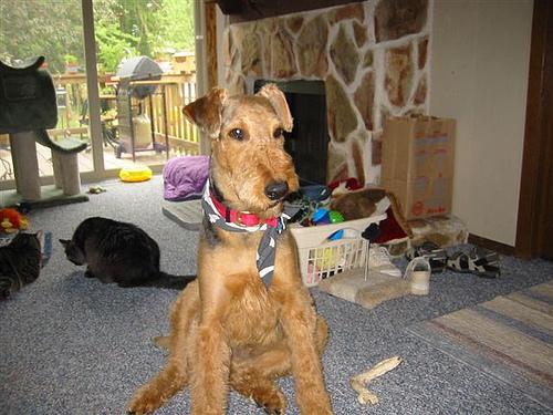 A dog image from https://images.dog.ceo/breeds/airedale/n02096051_6733.jpg