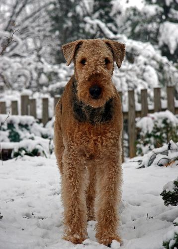 A dog image from https://images.dog.ceo/breeds/airedale/n02096051_6747.jpg