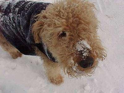 A dog image from https://images.dog.ceo/breeds/airedale/n02096051_6755.jpg