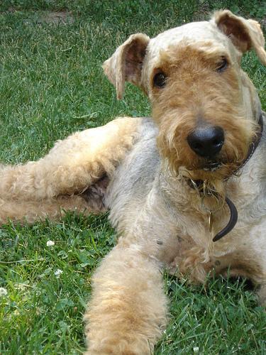 A dog image from https://images.dog.ceo/breeds/airedale/n02096051_6933.jpg