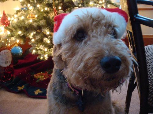 A dog image from https://images.dog.ceo/breeds/airedale/n02096051_7.jpg