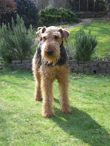 A dog image from https://images.dog.ceo/breeds/airedale/n02096051_7077.jpg