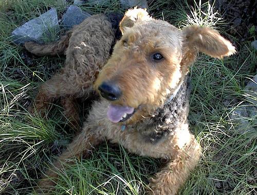 A dog image from https://images.dog.ceo/breeds/airedale/n02096051_7118.jpg