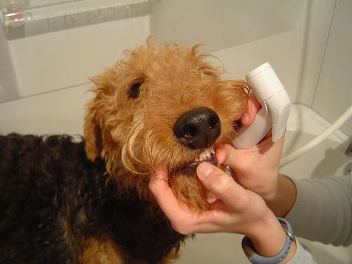 https://images.dog.ceo/breeds/airedale/n02096051_7463.jpg