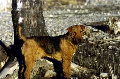 A dog image from https://images.dog.ceo/breeds/airedale/n02096051_7762.jpg