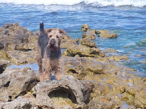 A dog image from https://images.dog.ceo/breeds/airedale/n02096051_8019.jpg