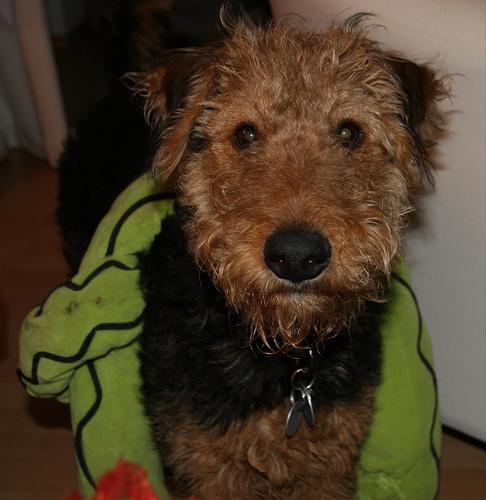 A dog image from https://images.dog.ceo/breeds/airedale/n02096051_8149.jpg