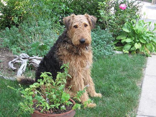 A dog image from https://images.dog.ceo/breeds/airedale/n02096051_8227.jpg