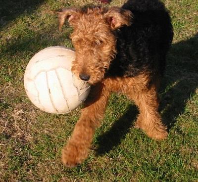 A dog image from https://images.dog.ceo/breeds/airedale/n02096051_8613.jpg