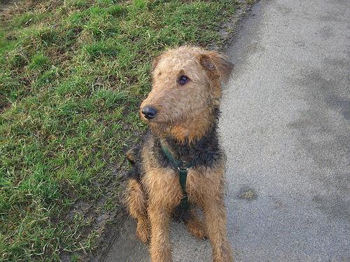 A dog image from https://images.dog.ceo/breeds/airedale/n02096051_8989.jpg