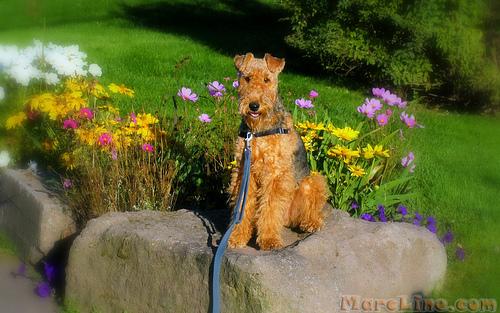 A dog image from https://images.dog.ceo/breeds/airedale/n02096051_9038.jpg