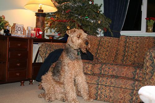 A dog image from https://images.dog.ceo/breeds/airedale/n02096051_9135.jpg