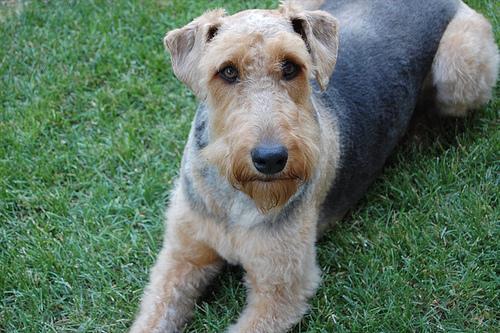 A dog image from https://images.dog.ceo/breeds/airedale/n02096051_9391.jpg