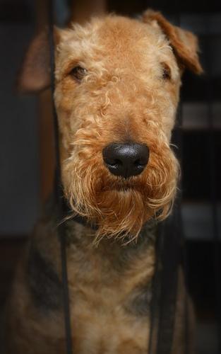 A dog image from https://images.dog.ceo/breeds/airedale/n02096051_982.jpg