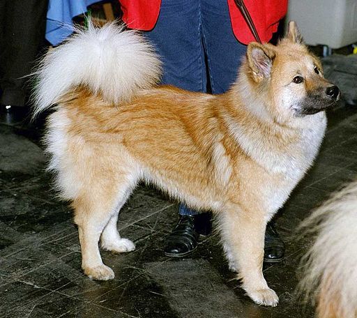 秋田犬の写真 5枚目