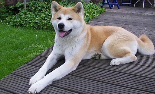 秋田犬の写真 6枚目