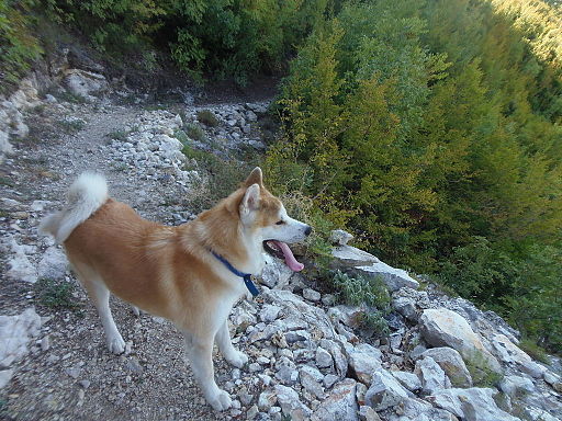 https://images.dog.ceo/breeds/akita/Akita_hiking_in_Shpella_e_Pellumbasit.jpg