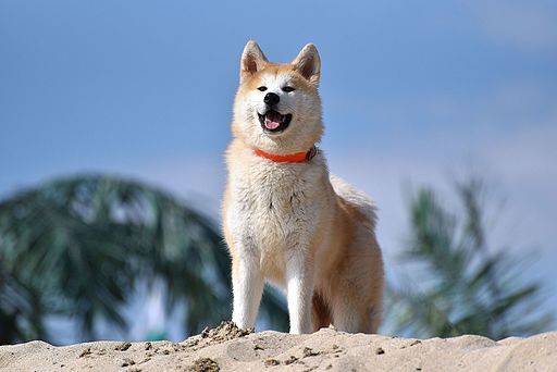 秋田犬の写真 7枚目