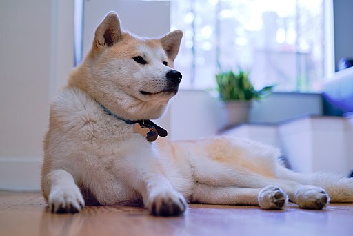 秋田犬の写真 2枚目