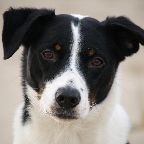 A dog image from https://images.dog.ceo/breeds/appenzeller/n02107908_2090.jpg