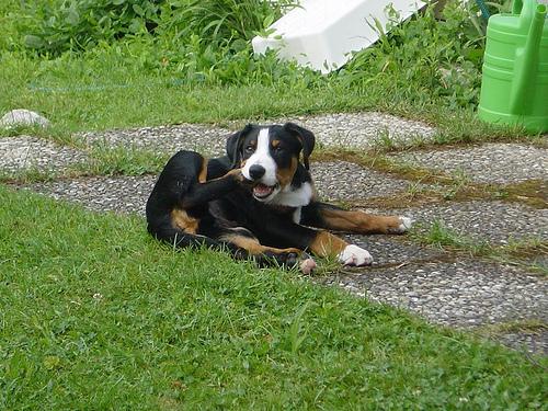 A dog image from https://images.dog.ceo/breeds/appenzeller/n02107908_2534.jpg