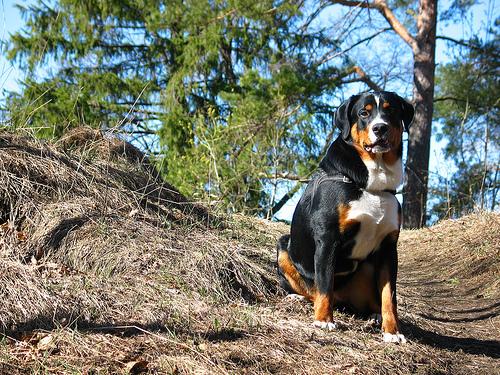 A dog image from https://images.dog.ceo/breeds/appenzeller/n02107908_2555.jpg