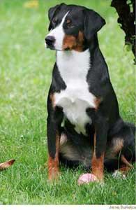 A dog image from https://images.dog.ceo/breeds/appenzeller/n02107908_2608.jpg