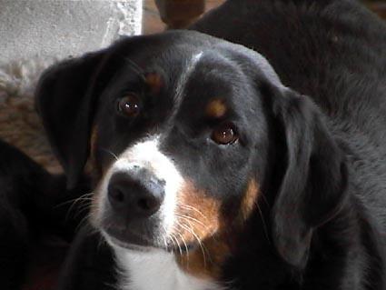 A dog image from https://images.dog.ceo/breeds/appenzeller/n02107908_3728.jpg