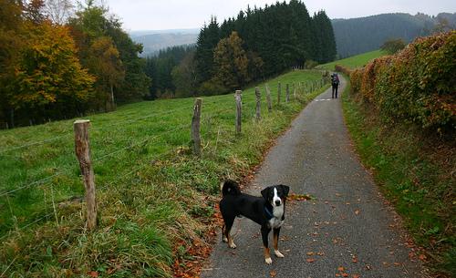 appenzeller