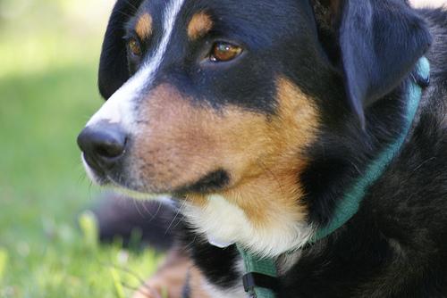 A dog image from https://images.dog.ceo/breeds/appenzeller/n02107908_6093.jpg