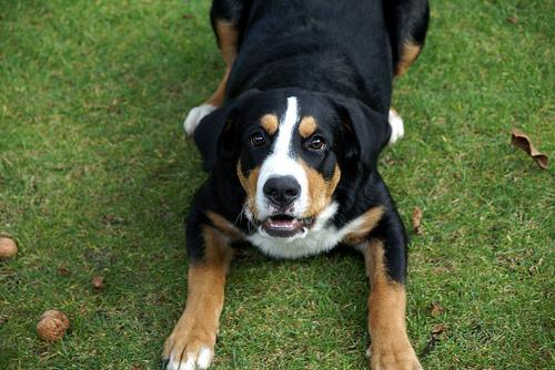 A dog image from https://images.dog.ceo/breeds/appenzeller/n02107908_6487.jpg