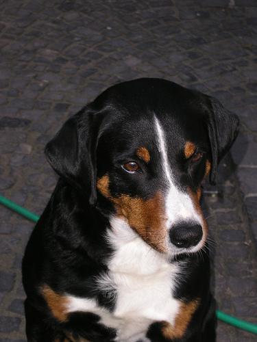 A dog image from https://images.dog.ceo/breeds/appenzeller/n02107908_6567.jpg