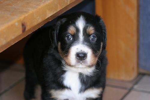 A dog image from https://images.dog.ceo/breeds/appenzeller/n02107908_671.jpg