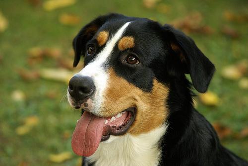 A dog image from https://images.dog.ceo/breeds/appenzeller/n02107908_6751.jpg