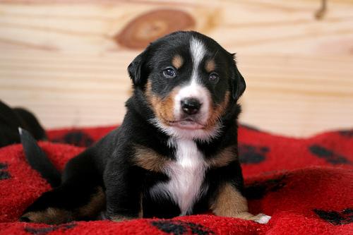 A dog image from https://images.dog.ceo/breeds/appenzeller/n02107908_691.jpg