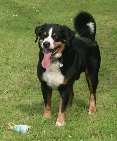 A dog image from https://images.dog.ceo/breeds/appenzeller/n02107908_7392.jpg