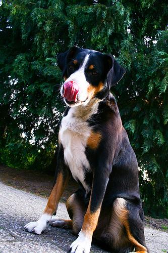 A dog image from https://images.dog.ceo/breeds/appenzeller/n02107908_8207.jpg