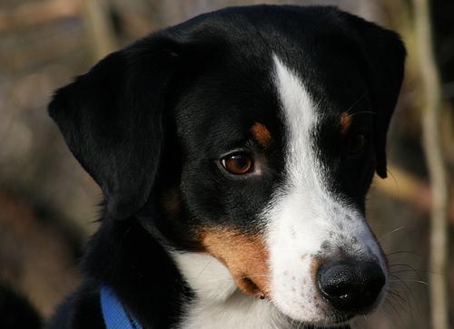 A dog image from https://images.dog.ceo/breeds/appenzeller/n02107908_849.jpg