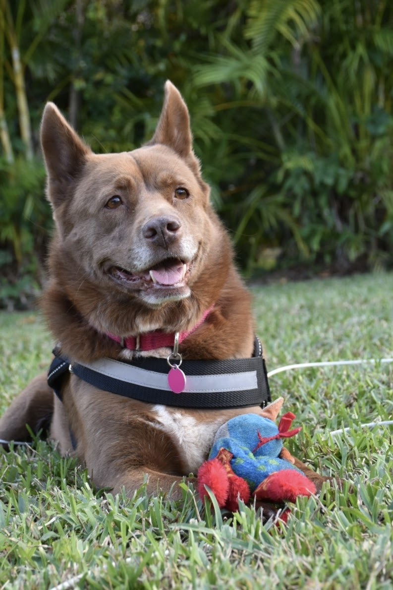 A picture of a dog.