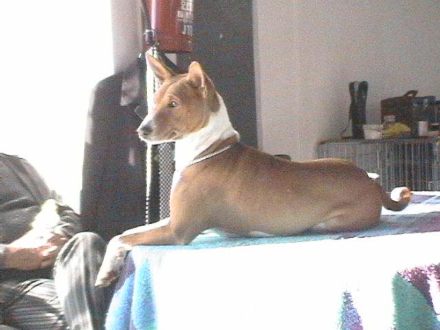 A dog image from https://images.dog.ceo/breeds/basenji/n02110806_1035.jpg