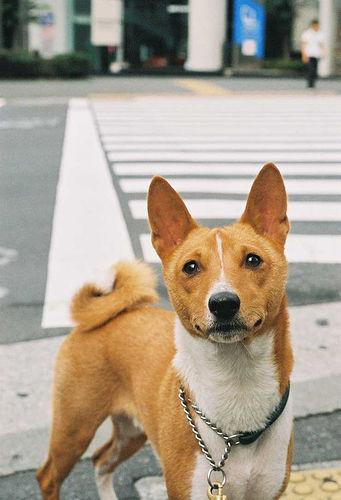 A dog image from https://images.dog.ceo/breeds/basenji/n02110806_1100.jpg