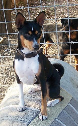 A dog image from https://images.dog.ceo/breeds/basenji/n02110806_1214.jpg