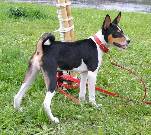 A dog image from https://images.dog.ceo/breeds/basenji/n02110806_1259.jpg