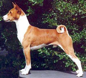 A dog image from https://images.dog.ceo/breeds/basenji/n02110806_1485.jpg